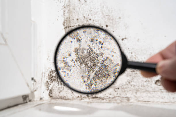 Best Commercial Mold Inspection  in Hope Valley, RI